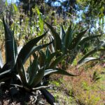 RECONOCEN AL PULQUE DE TLAXCALA COMO PRODUCTO CON INDICACIÓN GEOGRÁFICA