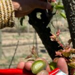 SECRETARÍA DE IMPULSO AGROPECUARIO EVALÚA POSIBLES DAÑOS EN HUERTAS DE DURAZNO EN ATLTZAYANCA