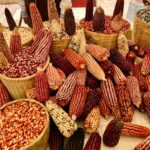 IXTENCO CONMEMORA 15 AÑOS DE LA FIESTA DEL MAÍZ, SÍMBOLO DE IDENTIDAD Y TRADICIÓN EN TLAXCALA