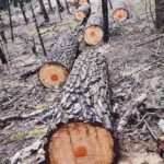 PROFEPA ASEGURA MADERA POR APROVECHAMIENTO ILEGAL EN CALPULALPAN