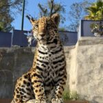 NACE CRÍA DE JAGUAR EN EL ZOOLÓGICO DEL ALTIPLANO; REFUERZA TLAXCALA ESTRATEGIA DE CONSERVACIÓN